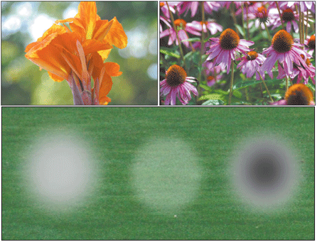 The quality of those disks of out-of-focus light in the background determines a lens’s bokeh (top left), Light edges around the out-of-focus disks reveal the worst kind of bokeh (top right), Good bokeh (bottom left), neutral bokeh (bottom middle), and bad bokeh (bottom right)