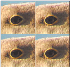 High compression (top) yields a blocky appearance. Low compression (bottom) produces a smoother look
