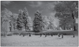 Some interesting grayscale effects can be produced with infrared photography